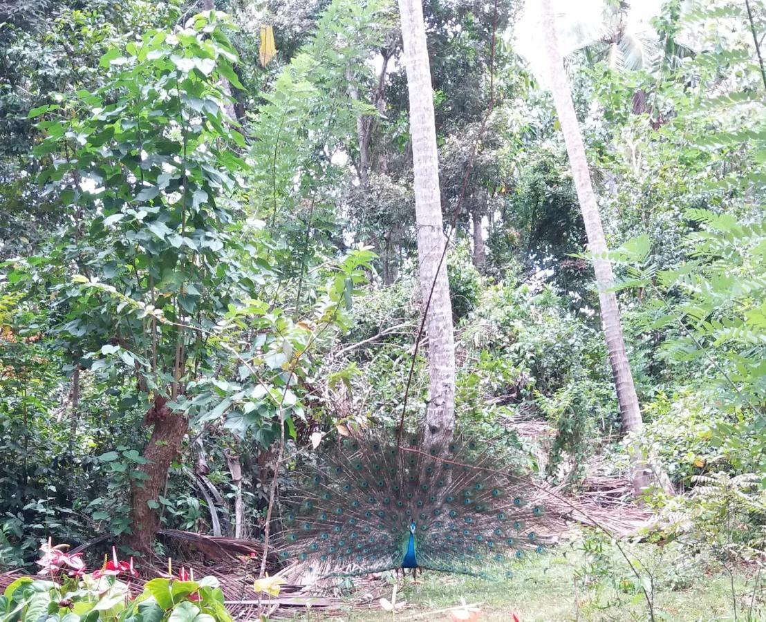 Cashew Villa Hiriketiya Dickwella Exterior photo